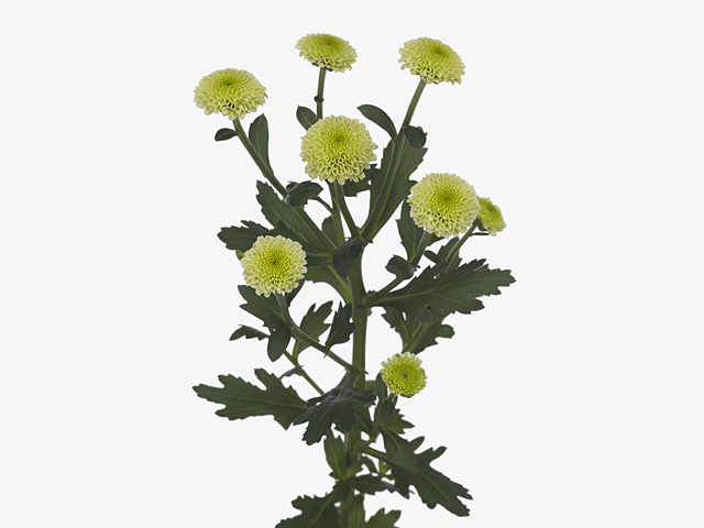 Chrysanthemum (Indicum Grp) spray santini Smartie Lime