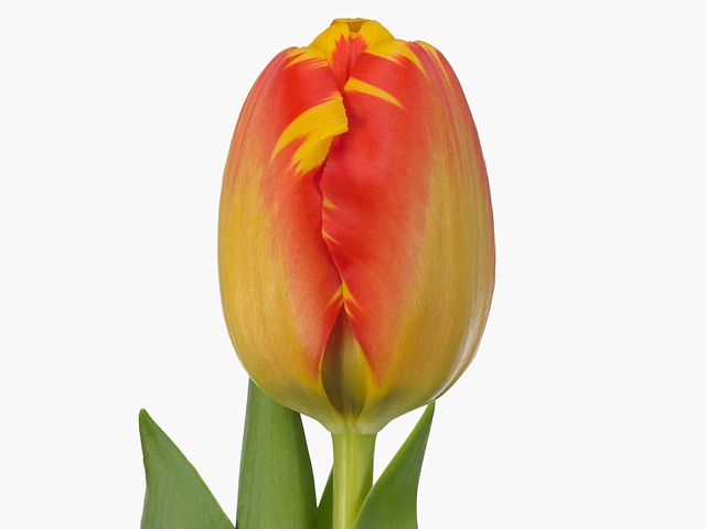Tulipa (Darwinhybrid Grp) 'Banja Luka'