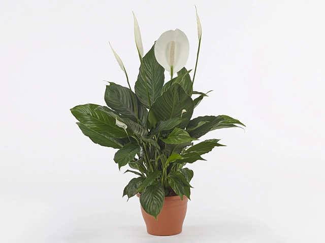 Spathiphyllum Senseo Cupido