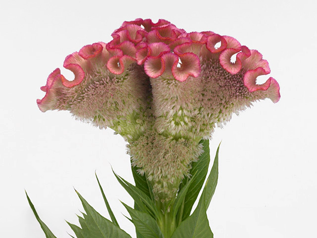 Целозия серебристая гребневидная "Turbo Pink"