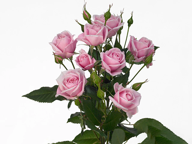 Роза спрей "Smiley Sensation"