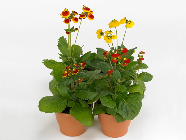 Calceolaria Calynopsis mixed