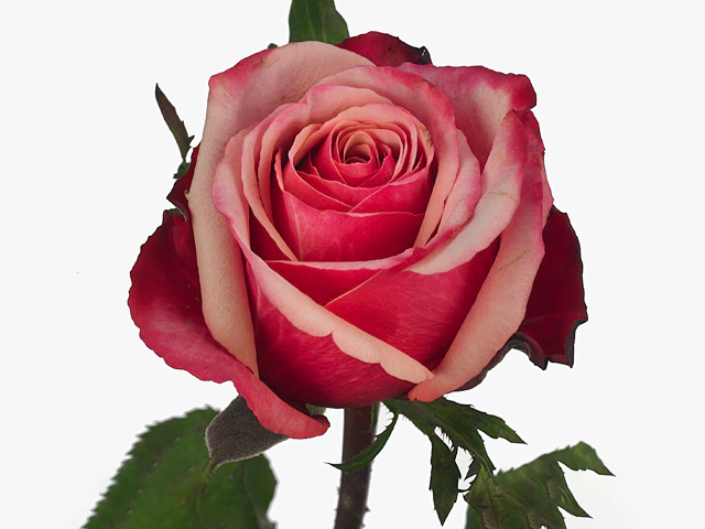 Роза крупноцветковая "Pompidou"