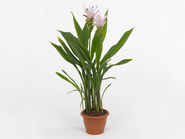 Curcuma alismatifolia Siam Sunrise