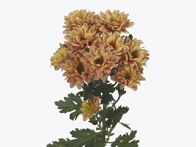 Chrysanthemum (Indicum Grp) spray Midnightsunset