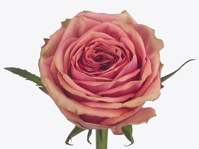 Роза крупноцветковая "Suzy Q@"