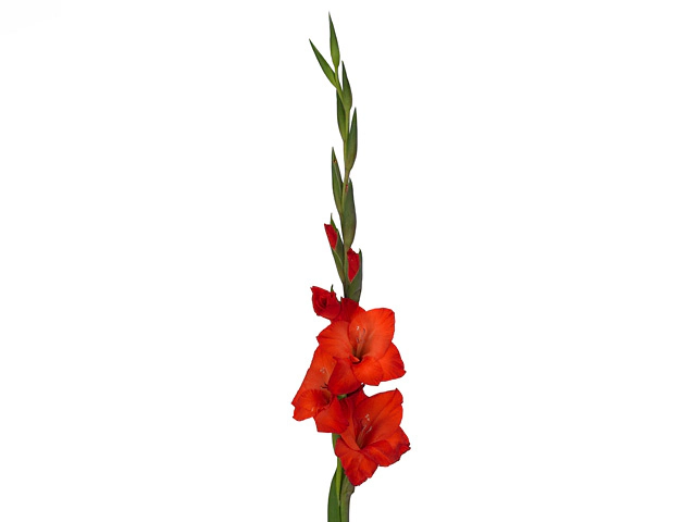 Гладиолус крупноцветковый "Mascagni"
