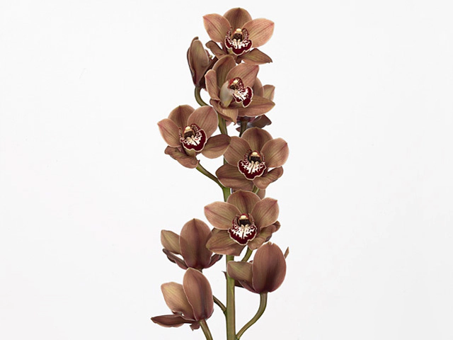 Cymbidium large flowered Khan Flame 'Mocca'
