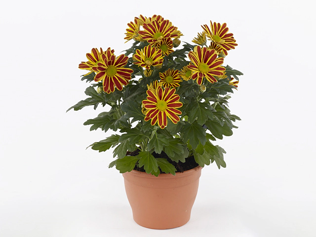Chrysanthemum (Indicum Grp) Hoihoi