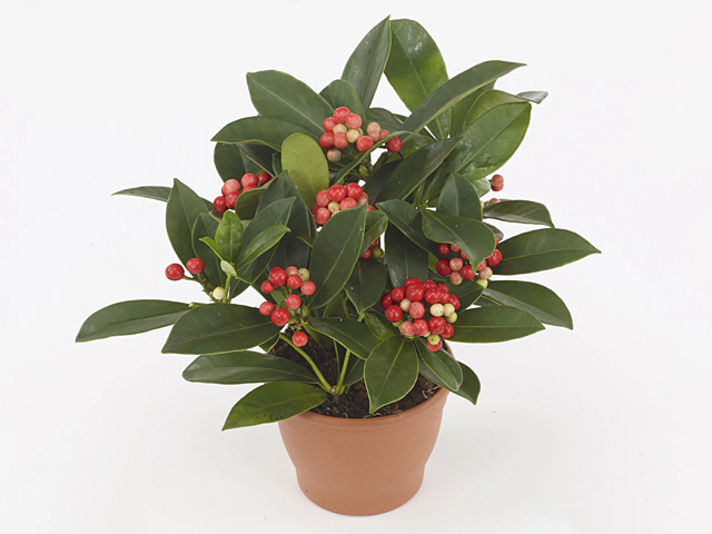Skimmia japonica O'Berries Red