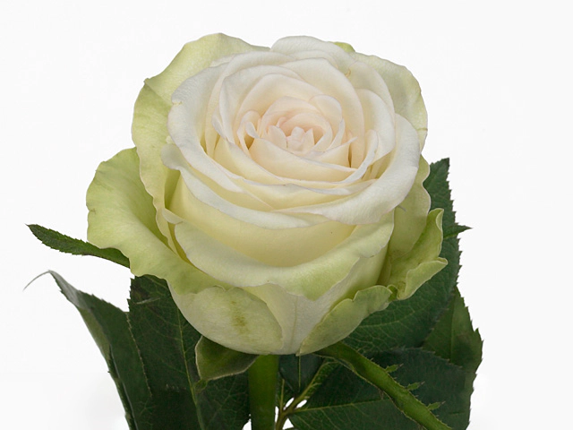 Роза крупноцветковая "Alba"