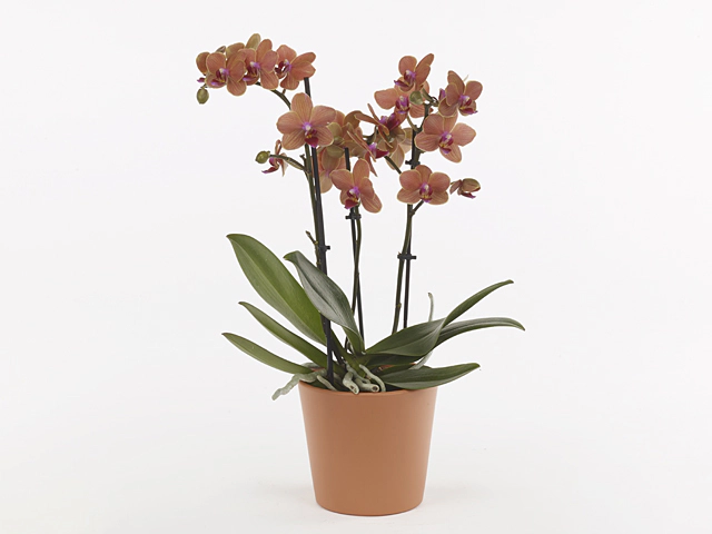 Phalaenopsis Multifloratypes Anthura Bolzano