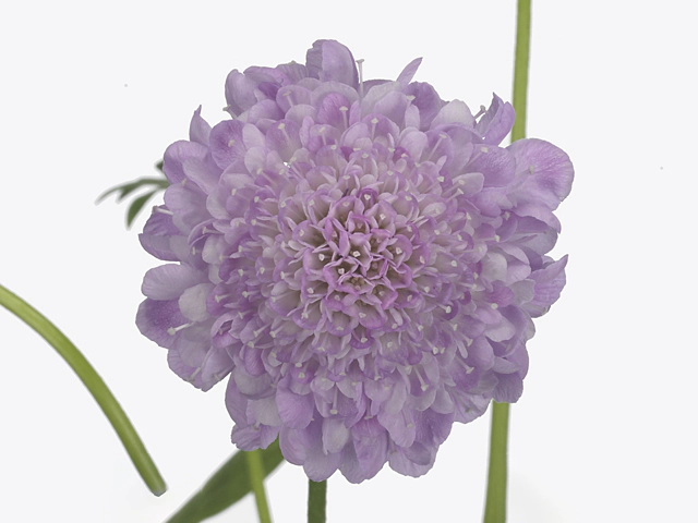 Scabiosa atropurpurea Saura