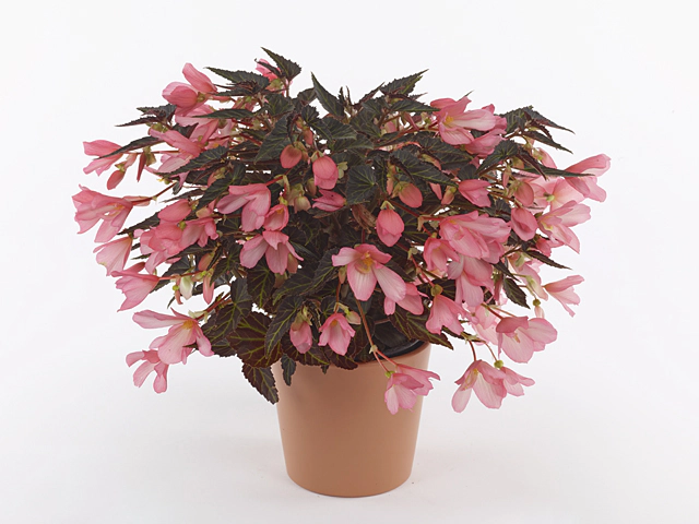 Begonia boliviensis 'Wendy Light Pink'
