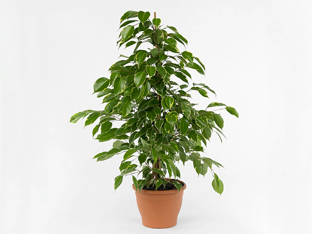 Ficus benjamina 'Samantha'