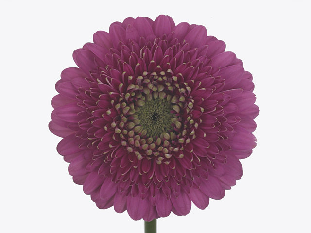 Gerbera mini globose Pomponi Pluck