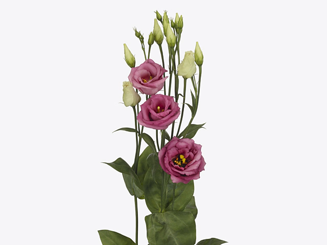 Эустома Рассела двухцветковая "Rosita Rose Pink"