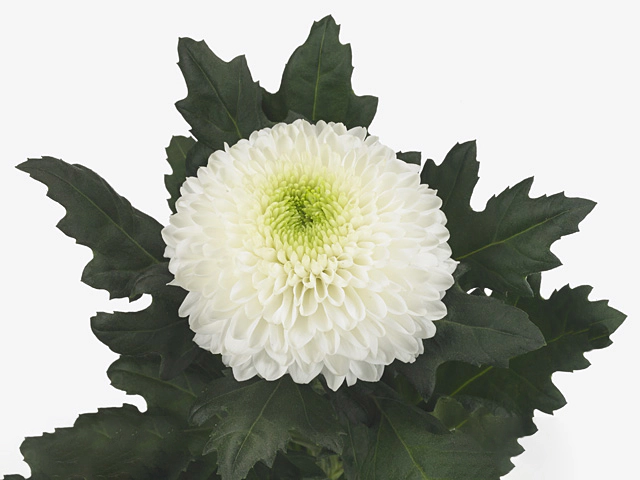 Chrysanthemum (Indicum Grp) disbudded Halina