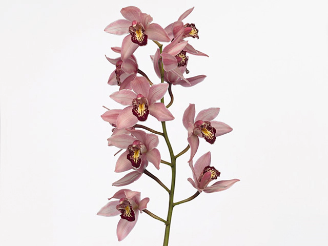 Cymbidium mini Summer Pearl 'Sonia'