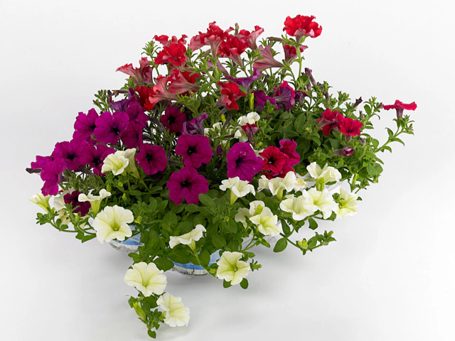 Petunia Alpe Tunia mixed