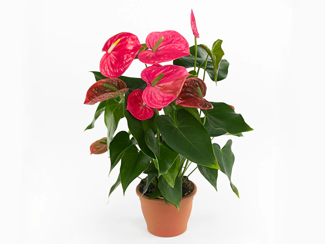 Anthurium (Andreanum Grp) California