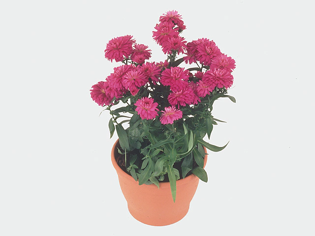 Aster (Novi-belgii Grp) 'Victoria Elisabeth'