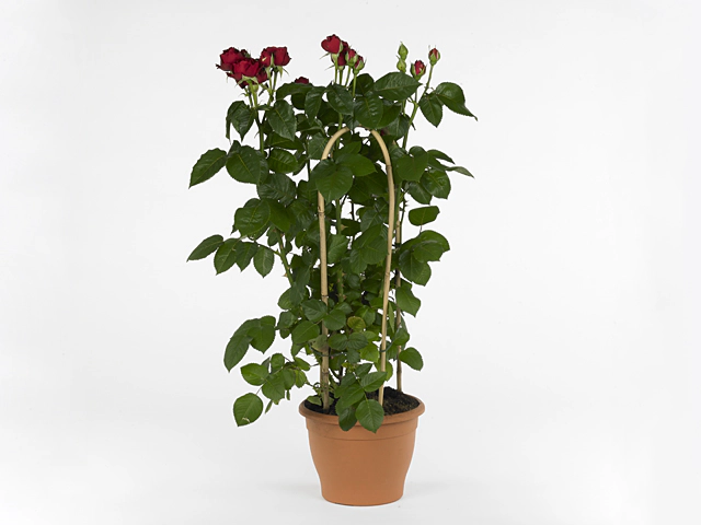 Rosa (Floribunda Grp) Grand Select