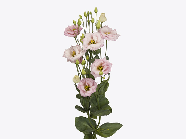 Eustoma russellianum double flowered Celeb Light Pink