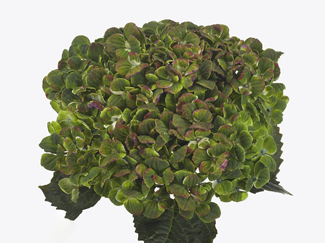 Hydrangea macrophylla Magical Green Revolution (classic)