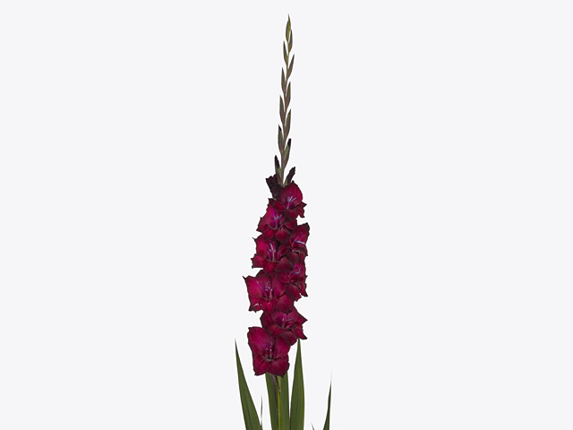 Gladiolus (Large-flowered Grp) 'Back Star'