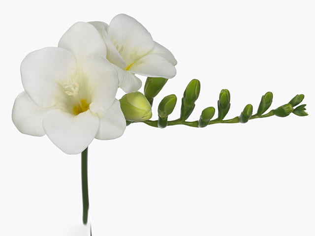 Freesia single flowered 'White Pearl'