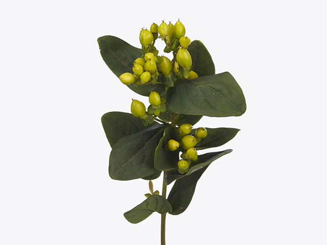 Hypericum androsaemum Hipster Lime