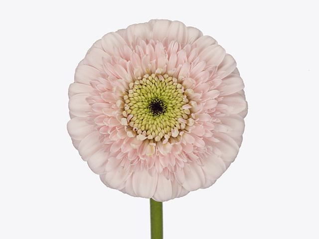 Gerbera mini globose Dottie Odile