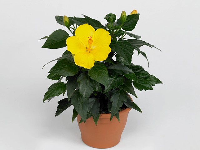 Hibiscus rosa-sinensis Starlet