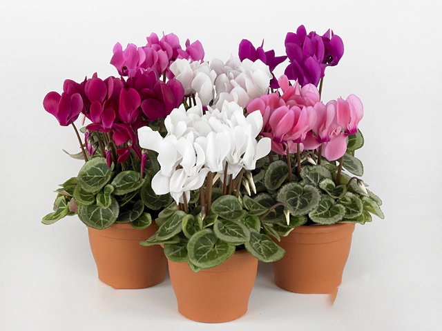 Cyclamen persicum small flowered Super Serie Da Vinci
