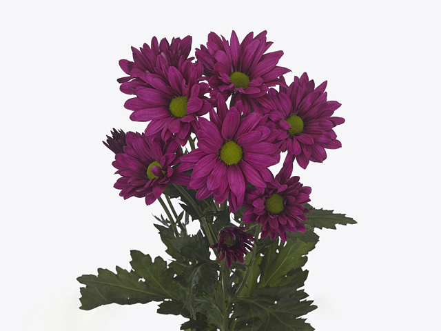 Chrysanthemum (Indicum Grp) spray Amor Candy