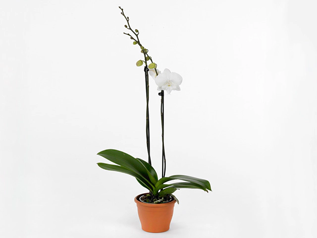 Phalaenopsis Leontine