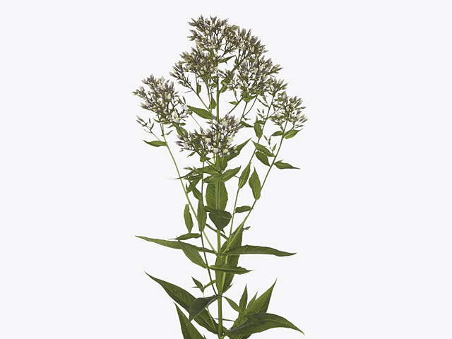 Phlox (Paniculata Grp) 'Modest Beauty'