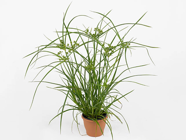 Cyperus glaber