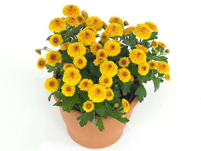 Chrysanthemum (Indicum Grp) Swifty Bronze