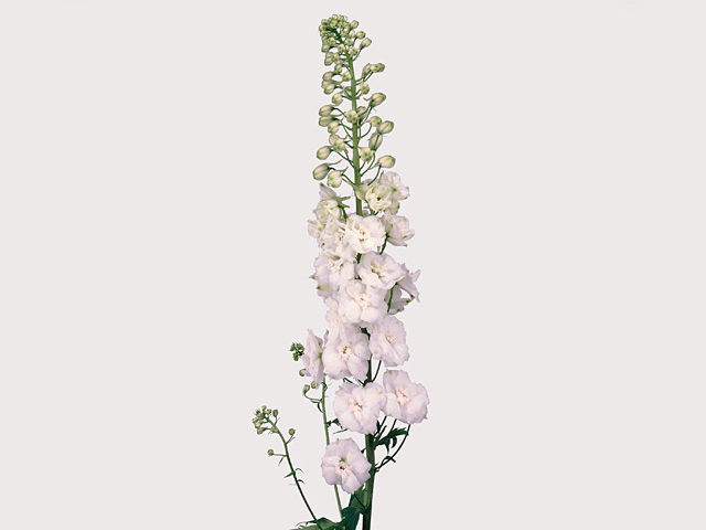 Delphinium (Elatum Grp) double flowered 'Centurion White'