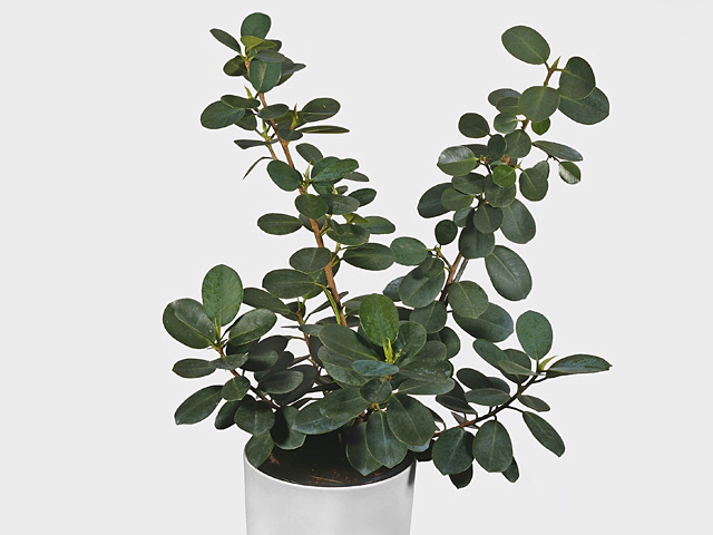 Ficus microcarpa 'Green Jade'