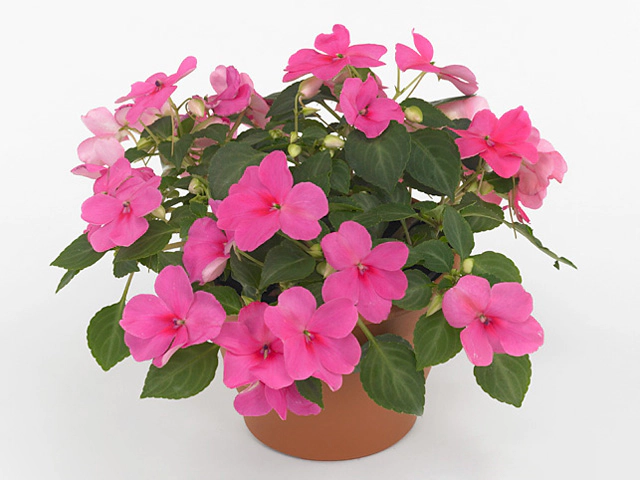 Impatiens (Walleriana Grp) 'Super Elfin Xp-Deeppink'