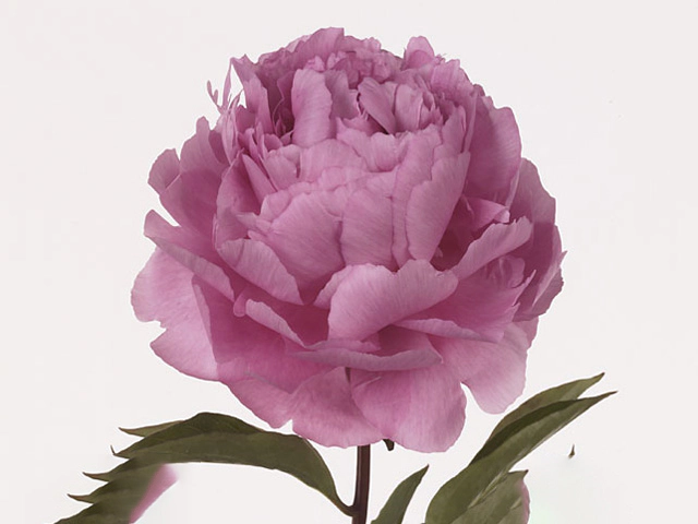 Пион молочноцветковый "Dinner Plate"