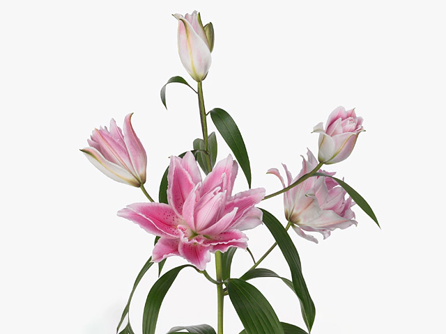 Lilium (Oriental Grp) double Roselily Isabella