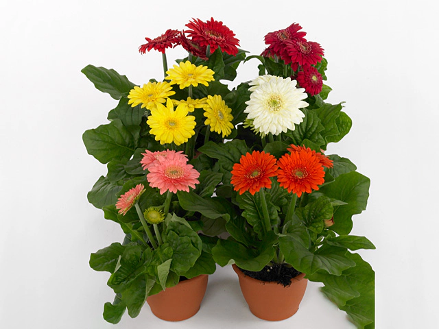 Gerbera Sundayz mixed
