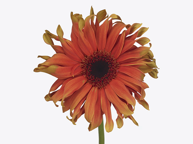 Gerbera large flowered curl-shaped 'Pasta Caprese'