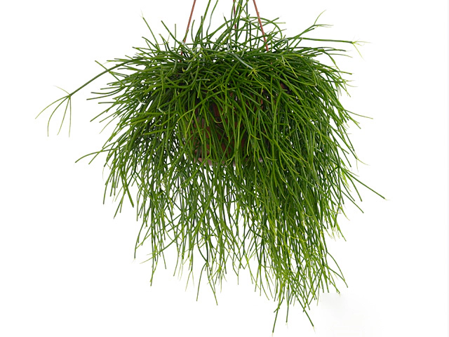 POWERS TO FLOWERS - Rhipsalis Epiphyllum Anguliger (Cactus A Lisca Di Pesce) - Pianta Vera Da Interno Con Omaggio Sorpresa