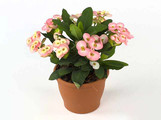 Euphorbia (Milii Grp) 'Pandora'