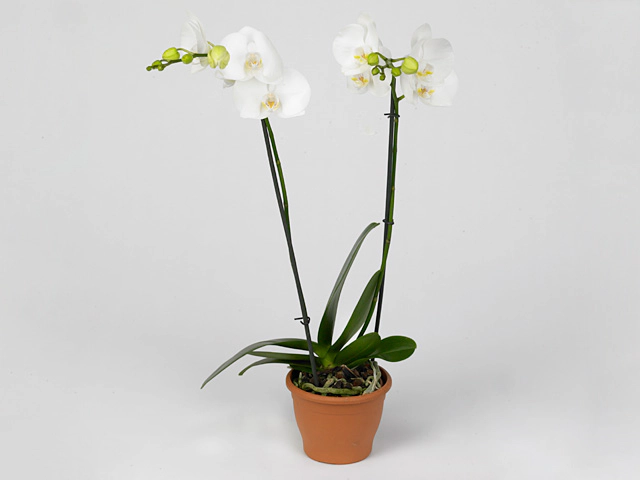 Phalaenopsis Floriclone Lively